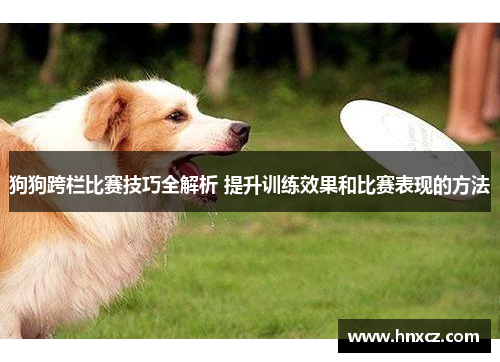 狗狗跨栏比赛技巧全解析 提升训练效果和比赛表现的方法